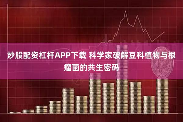 炒股配资杠杆APP下载 科学家破解豆科植物与根瘤菌的共生密码